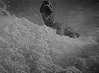 Image from: Beast From 20,000 Fathoms, The (1953)