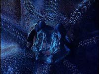 Image from: Octopus (2000)