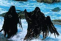 Image from: Misterio en la Isla de Los Monstruos (1981)