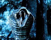 Image from: King Cobra (1999)