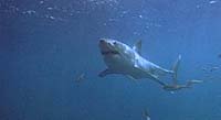 Image from: Raging Sharks (2005)
