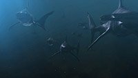 Image from: Planet of the Sharks (2016)