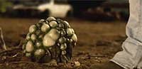Image from: Alien Opponent (2010)