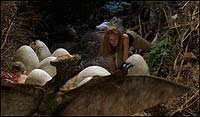 Image from: Pterodactyl (2005)