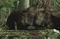 Image from: Alien Incursion (2006)