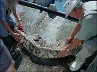 Image from: Snakehead Terror (2004)