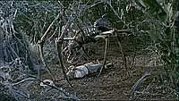 Image from: Arachnid (2001)