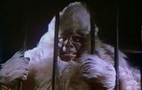 Image from: Capture of Bigfoot, The (1979)