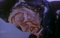 Image from: Capture of Bigfoot, The (1979)
