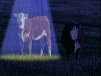 Image from: Alien Species (1996)