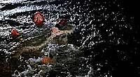 Image from: Alligator II: The Mutation (1991)