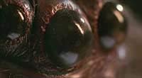 Image from: Arachnophobia (1990)