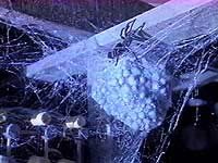 Image from: Arachnophobia (1990)