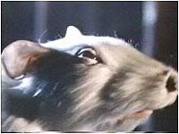 Image from: Food of the Gods II (1989)