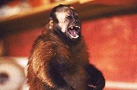 Image from: Monkey Shines (1988)
