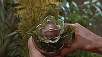 Image from: Little Shop of Horrors (1986)
