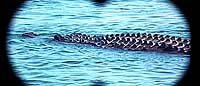Image from: Alligator (1980)