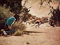 Image from: Planet of Dinosaurs (1977)