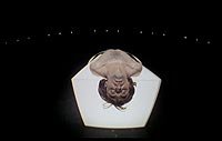 Image from: Occhi Dalle Stelle (1978)