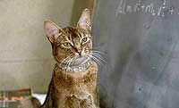Image from: Cat from Outer Space, The (1978)