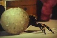 Image from: Giant Spider Invasion, The (1975)
