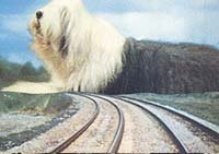 Image from: Digby, the Biggest Dog in the World (1973)