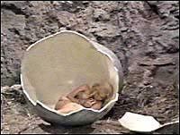 Image from: When Dinosaurs Ruled the Earth (1970)