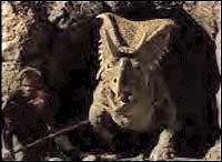 Image from: When Dinosaurs Ruled the Earth (1970)