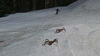 Image from: Ice Spiders (2007)