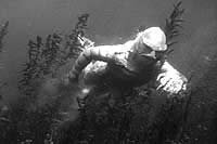 Image from: Creature from the Black Lagoon (1954)