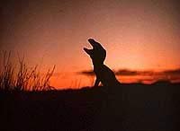 Image from: Raptor (2001)