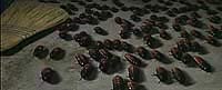Image from: They Nest (2000)