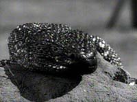 Image from: Giant Gila Monster, The (1959)