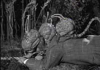 Image from: Fiend Without a Face (1958)
