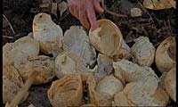 Image from: Crocodile (2000)