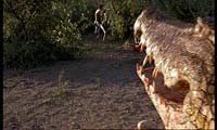 Image from: Crocodile (2000)