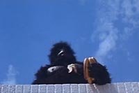 Image from: King Kung Fu (1976)