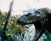 Image from: King Cobra (1999)