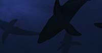 Image from: Raging Sharks (2005)