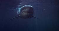 Image from: Raging Sharks (2005)