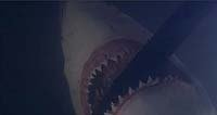 Image from: Raging Sharks (2005)
