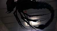 Image from: Bugs (2003)