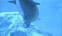 Image from: Island at the Top of the World, The (1974)