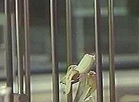 Image from: Invisible Woman, The (1983)
