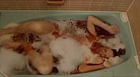 Image from: Piranha Sharks (2014)