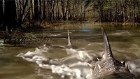 Image from: Sharkansas Women