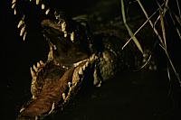 Image from: Cesta do Praveku (1955)
